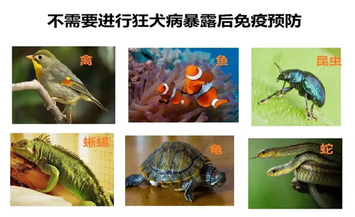 动物门诊用什么x光机【专科诊疗】市妇儿医院动物咬伤门诊开诊啦_https://www.jmylbn.com_新闻资讯_第5张