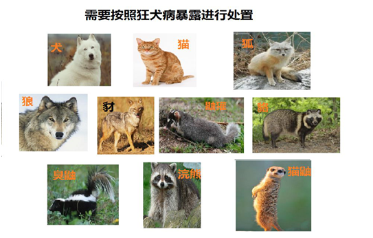 动物门诊用什么x光机【专科诊疗】市妇儿医院动物咬伤门诊开诊啦_https://www.jmylbn.com_新闻资讯_第3张