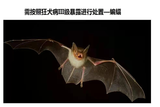 动物门诊用什么x光机【专科诊疗】市妇儿医院动物咬伤门诊开诊啦_https://www.jmylbn.com_新闻资讯_第6张