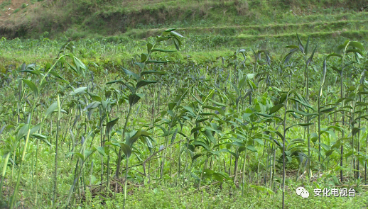 回农村创业种植蘑菇_种植药材创业项目_创业种植黑木耳种植的文章