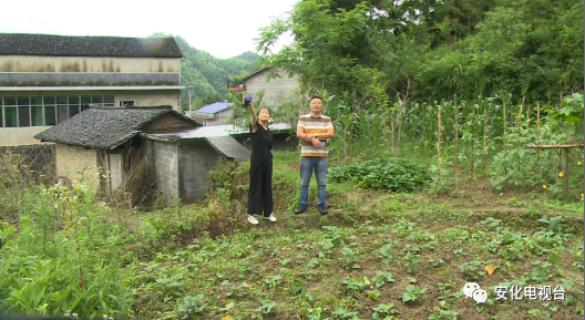 回农村创业种植蘑菇_种植药材创业项目_创业种植黑木耳种植的文章