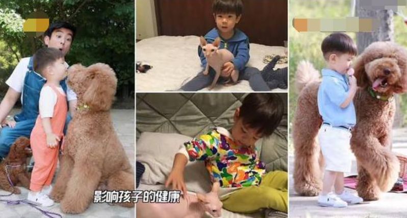 萌娃和寵物如何和諧相處？霍思燕告知你答案！ 寵物 第4張