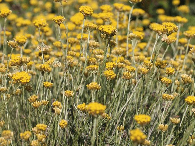 图为法国科西嘉的永久花