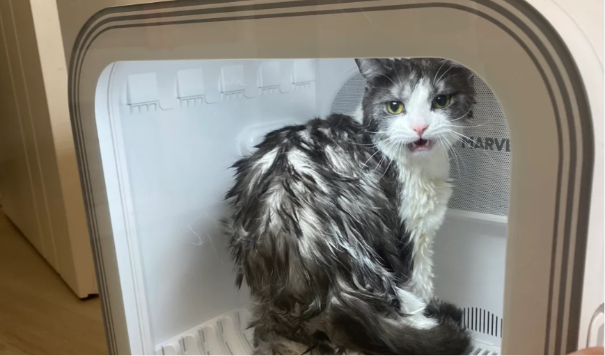 怎样给猫咪洗澡