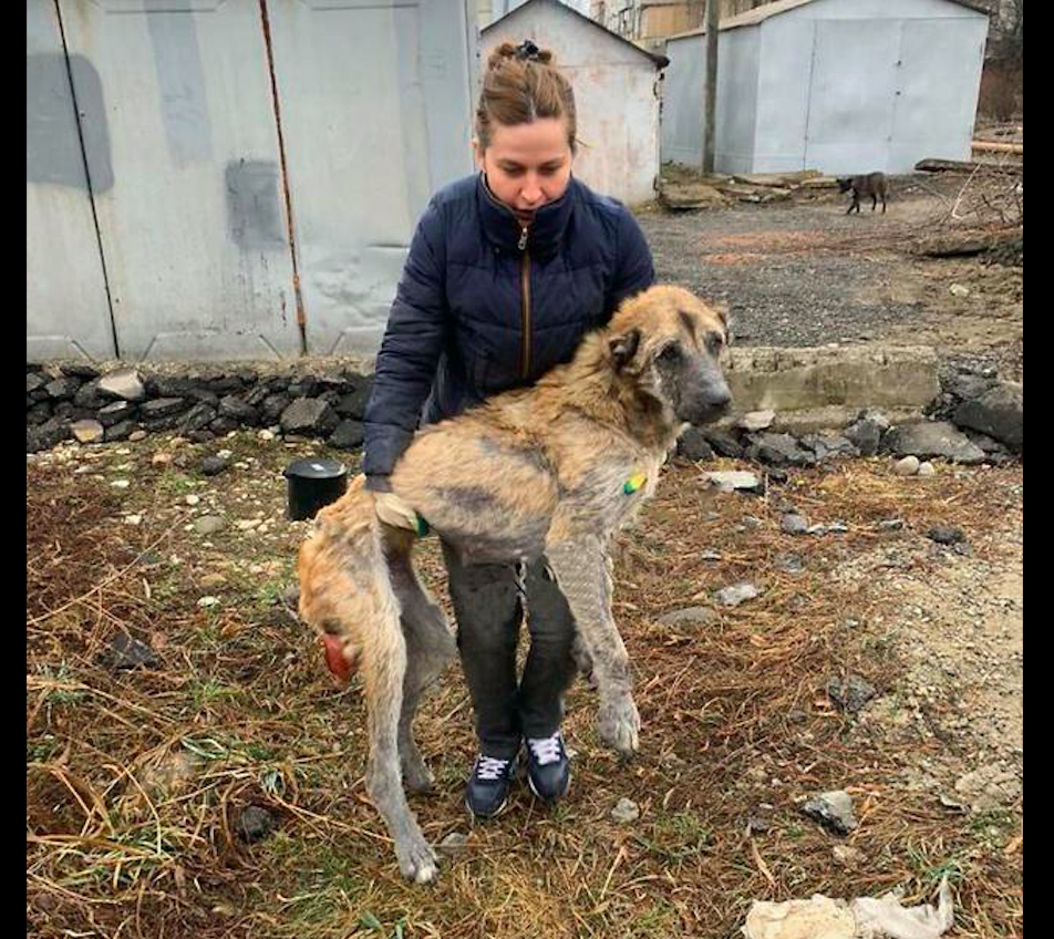 狗狗放棄了生的希望，被救助後不願吃喝，醫生說它還活著就是奇跡 寵物 第3張