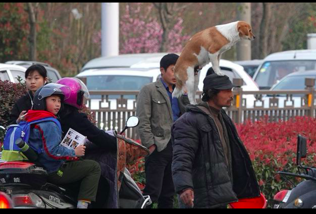 流浪漢意外去世後，6隻流浪狗忠誠守在他行李旁，誰也不讓靠近！ 寵物 第3張