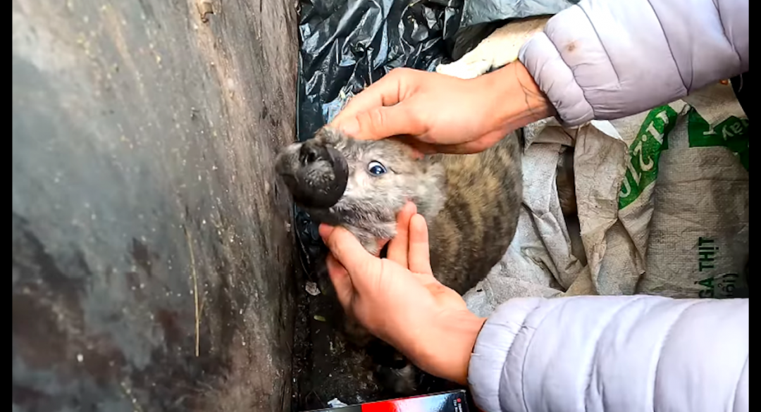 狗母子俩被扔进垃圾桶，还被胶带绑住了嘴巴，小狗大难不死被救出