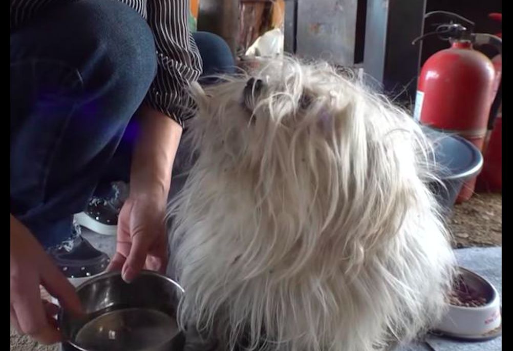 名犬被遺棄又被車撞斷腿，好心人將它送去收容所，它竟緊跟跑出來 寵物 第4張