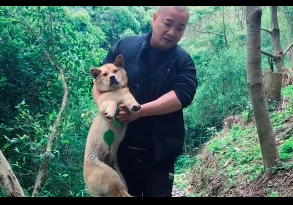 狗狗的後腿被撞斷，為了不給主人添麻煩，自己離家出走躲石縫裡！ 寵物 第5張