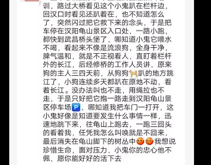 主人橋上跳江輕生，狗狗目睹一切守在橋上不願離開，希望他能回來 寵物 第6張