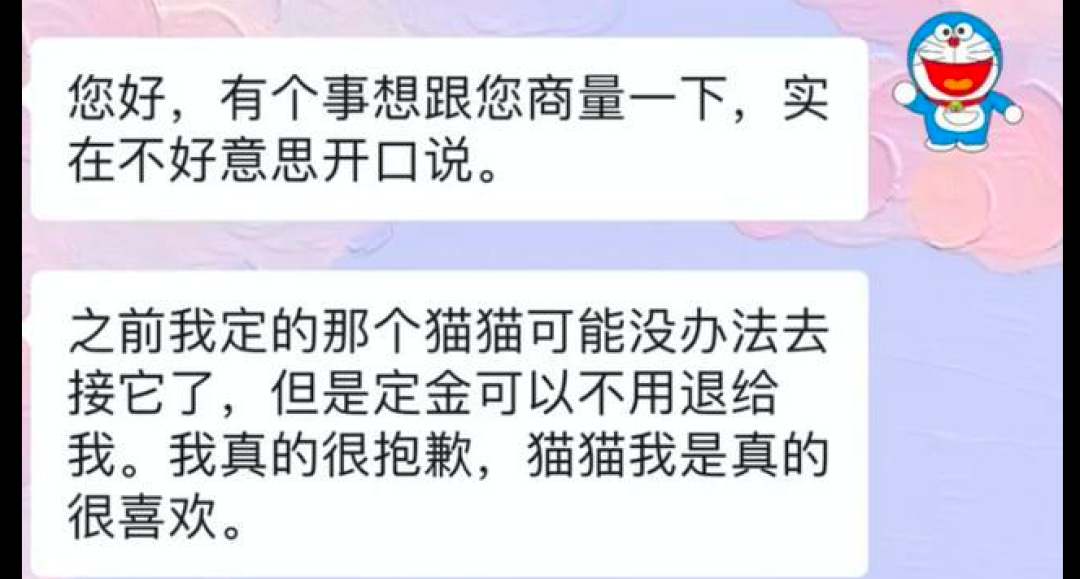 男友不喜歡貓，將她養了2年的布偶貓故意放走了，現在也沒能找回 寵物 第3張