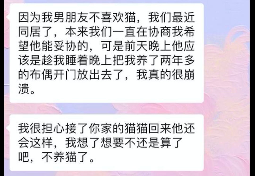 男友不喜歡貓，將她養了2年的布偶貓故意放走了，現在也沒能找回 寵物 第5張