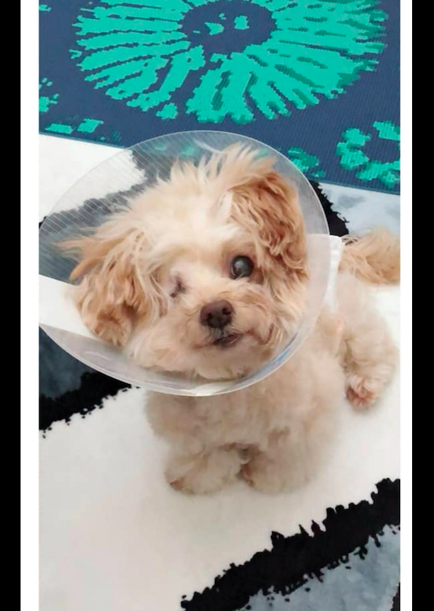 狗狗失去了一只眼 情侣分手后依然轮流照顾它 要一起做它的眼睛 柠檬资讯