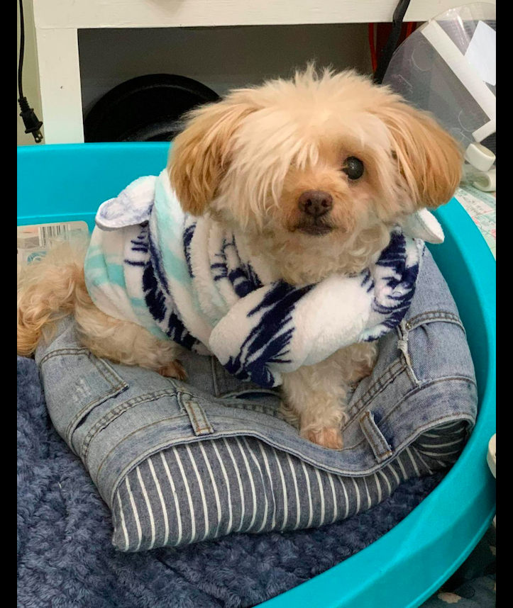 狗狗失去了一只眼 情侣分手后依然轮流照顾它 要一起做它的眼睛 柠檬资讯