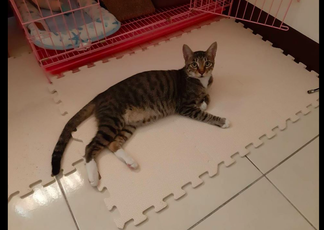 男子遗憾没能见贵宾犬最后一面 10年后它竟转世成只猫 再续前缘 萌宠 训练养宠技巧 宠物用品 微信头条新闻公众号文章收集网