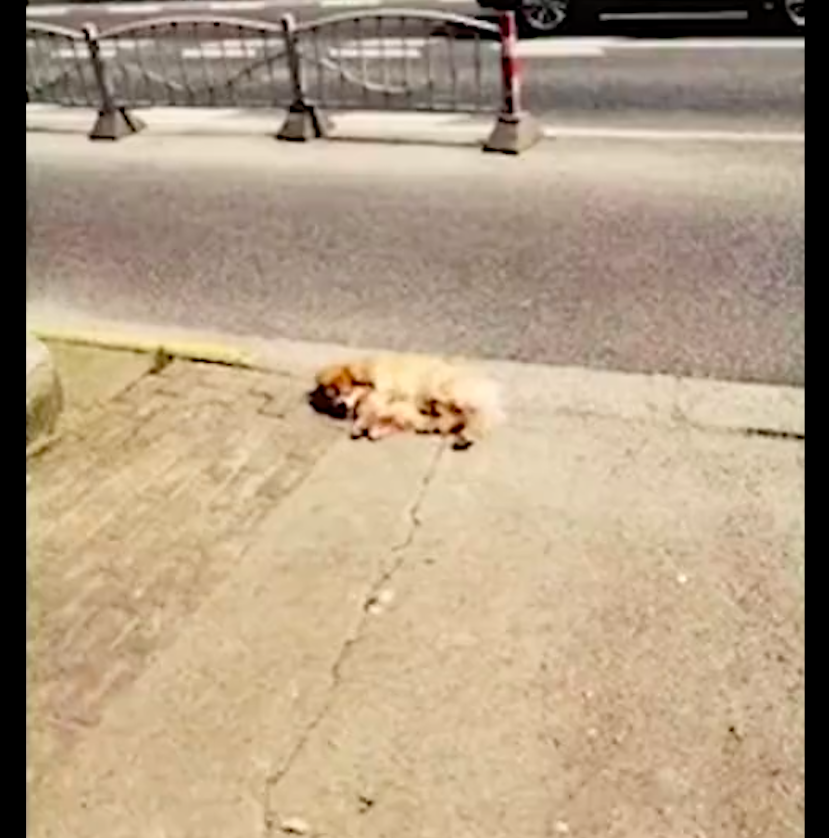 男子養了十幾年狗，因嫌棄它年齡大而遺棄，上海警方：吊銷狗證！ 寵物 第2張