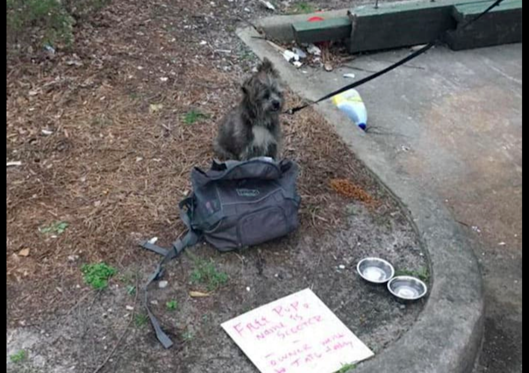 狗狗被遺棄在路邊，牌子上寫著：主人入獄了！背後原因讓人憤怒！ 寵物 第2張