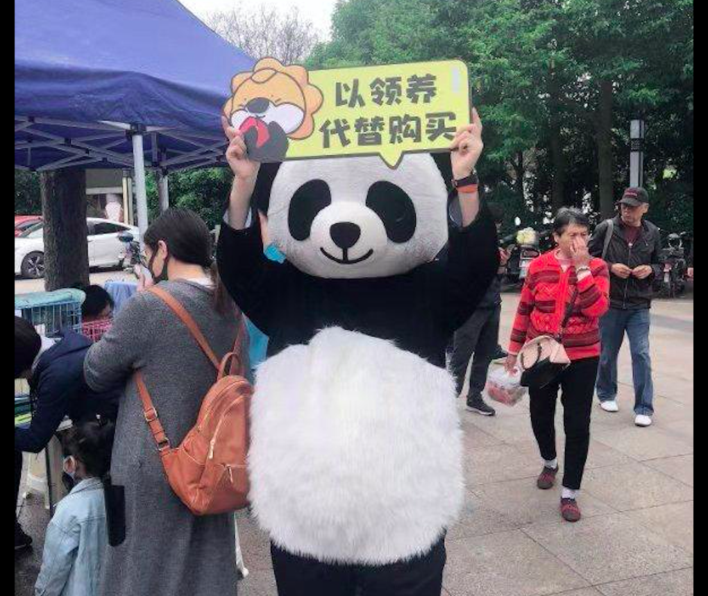 業主物業聯合救助流浪貓狗，科學餵養絕育辦領養活動，真模範小區 寵物 第7張