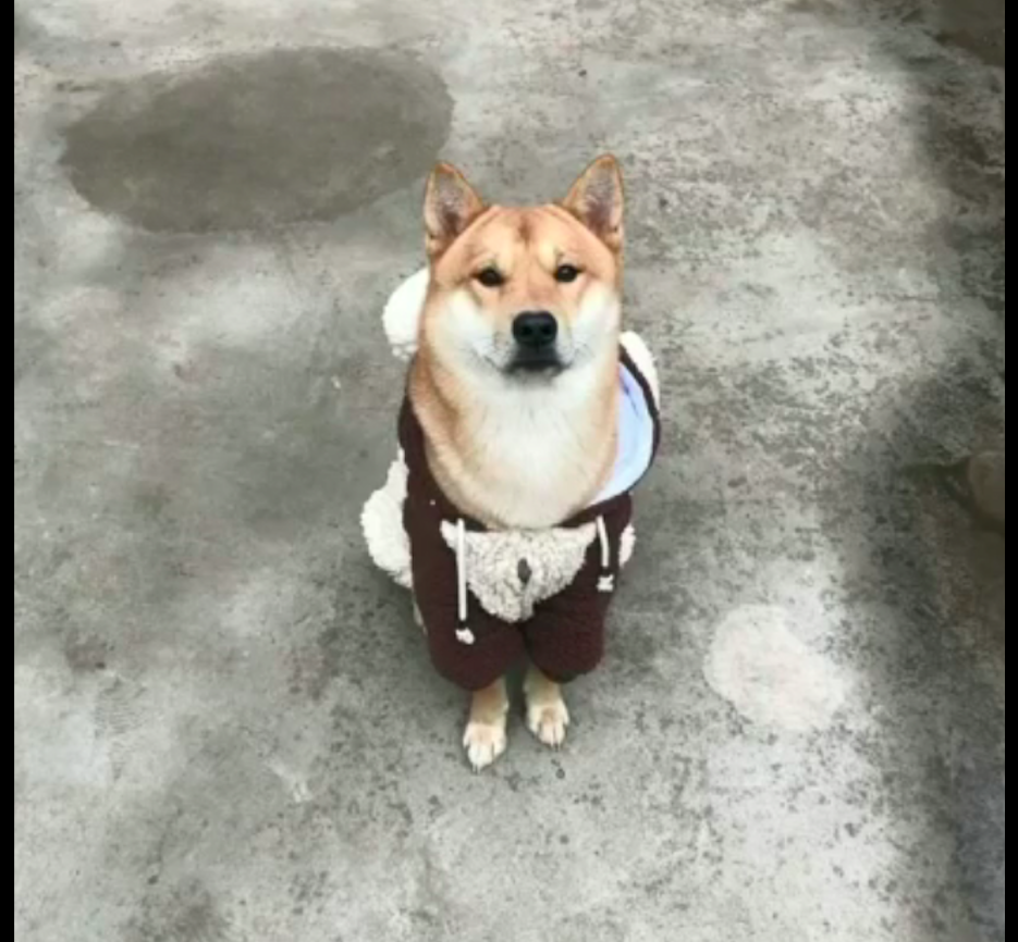 柴犬被偷狗贼电晕偷走 被找到时已被摆摊售卖 至今未受到惩罚 柠檬资讯