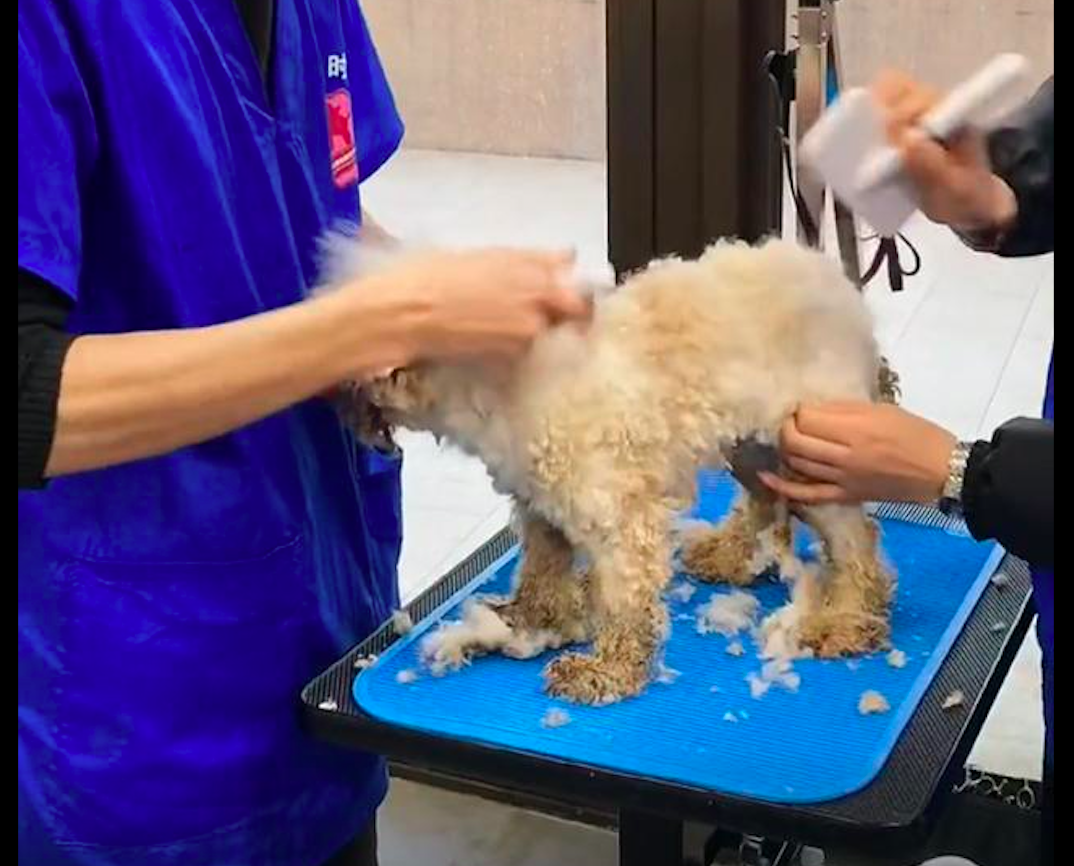 一只狼狈不堪的脏狗 经过洗澡美容后大变样 第二天就被领养走了 萌宠 训练养宠技巧 宠物用品 微信头条新闻公众号文章收集网