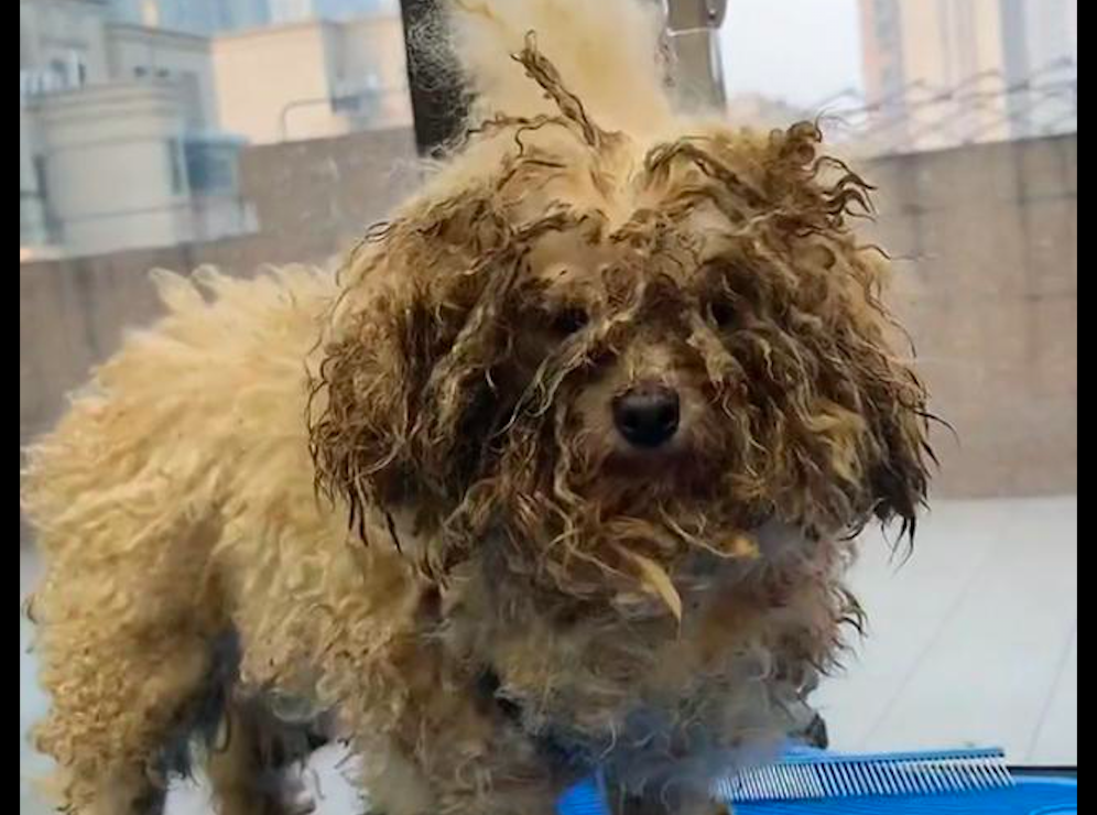 一只狼狈不堪的脏狗 经过洗澡美容后大变样 第二天就被领养走了 柠檬资讯