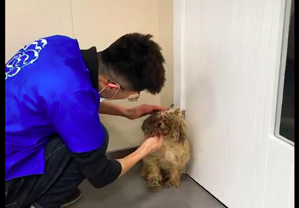 一只狼狈不堪的脏狗 经过洗澡美容后大变样 第二天就被领养走了 柠檬资讯