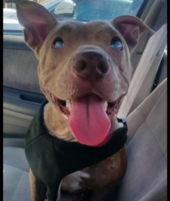 主人去世后狗狗被赶出家门 又被坏人捉去当繁殖犬 双目都失明了 萌宠 训练养宠技巧 宠物用品 微信头条新闻公众号文章收集网