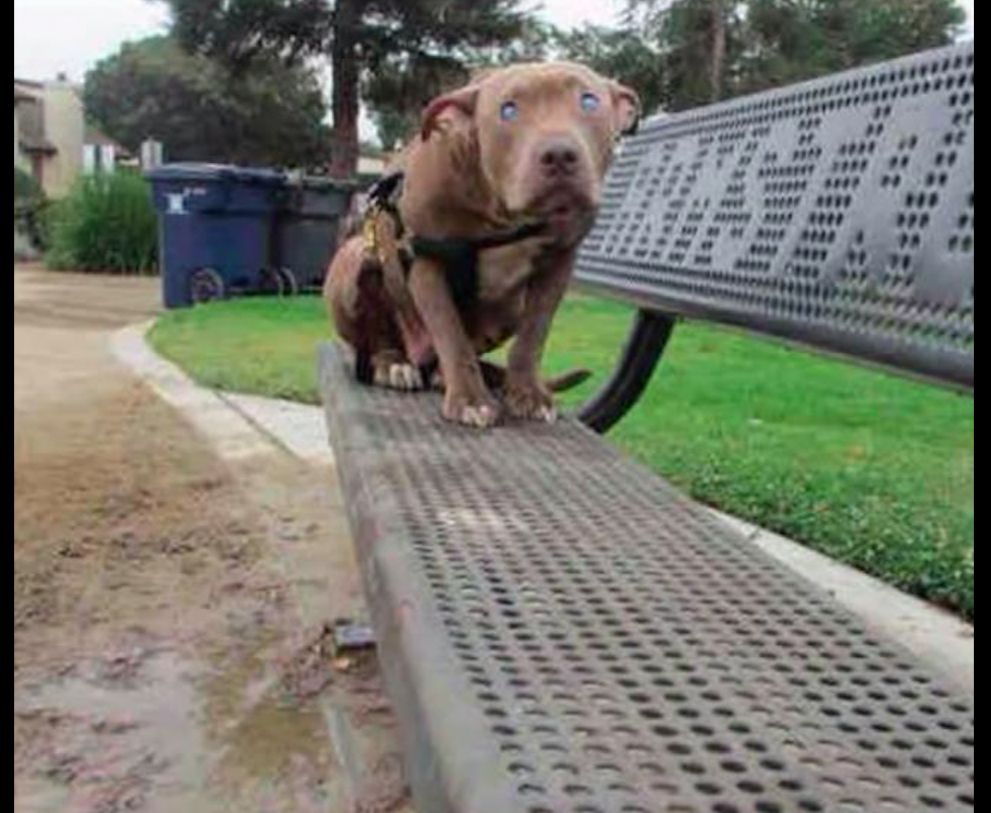 主人去世后狗狗被赶出家门 又被坏人捉去当繁殖犬 双目都失明了 萌宠 训练养宠技巧 宠物用品 微信头条新闻公众号文章收集网