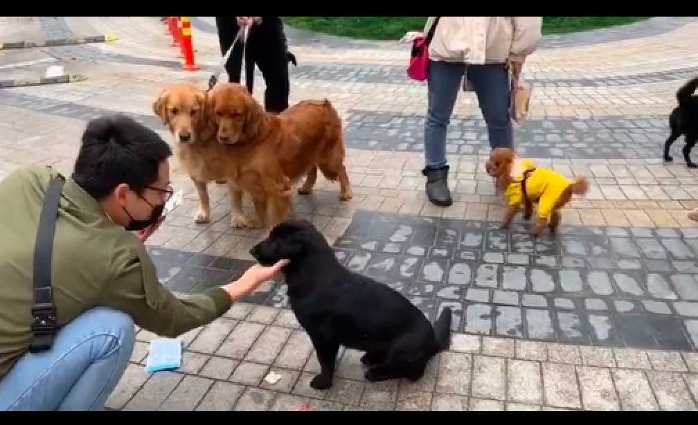 好心收養小區的流浪狗，它從不在家亂叫亂尿，懂事的讓人都心疼！ 寵物 第2張