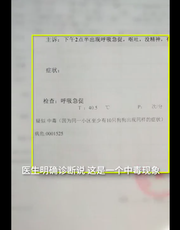 小區內15隻狗被投毒身亡，網友評論兩極分化，以後只能在家遛狗？ 寵物 第3張