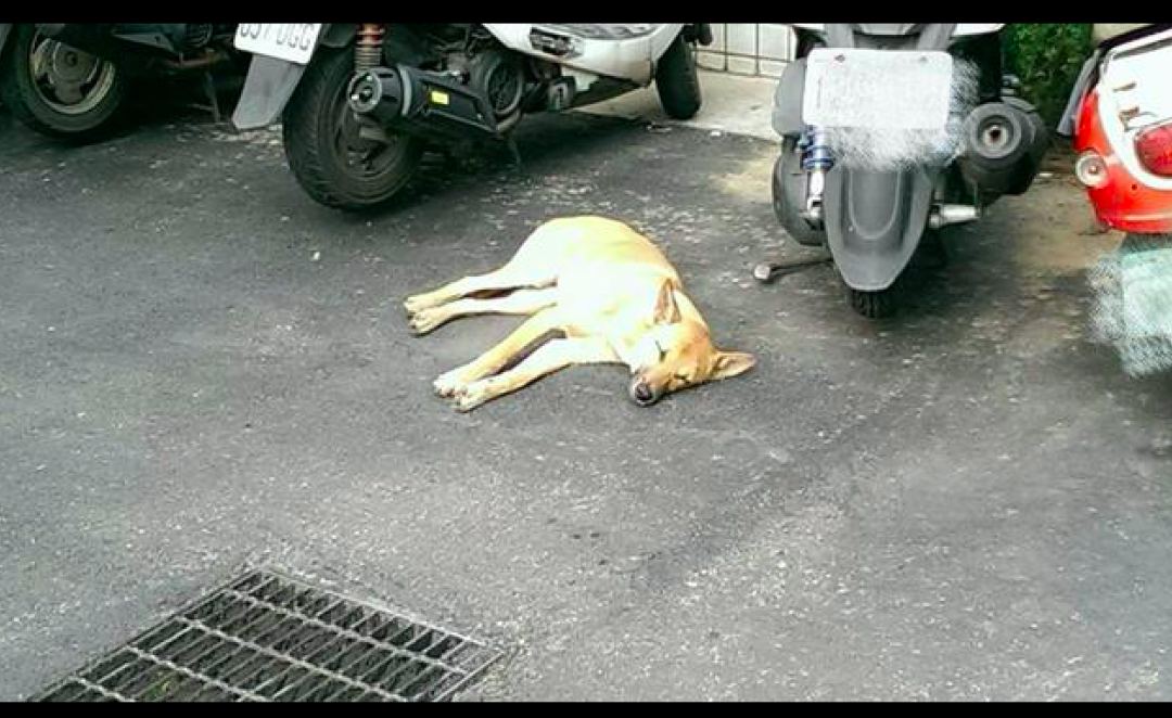 流浪狗被好心人帶回家後，隻願鑽夾縫裡睡覺，一點聲響都讓它警覺 寵物 第3張