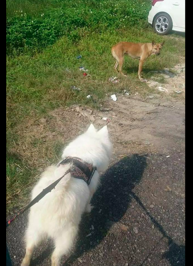 流浪狗被好心人帶回家後，隻願鑽夾縫裡睡覺，一點聲響都讓它警覺 寵物 第2張