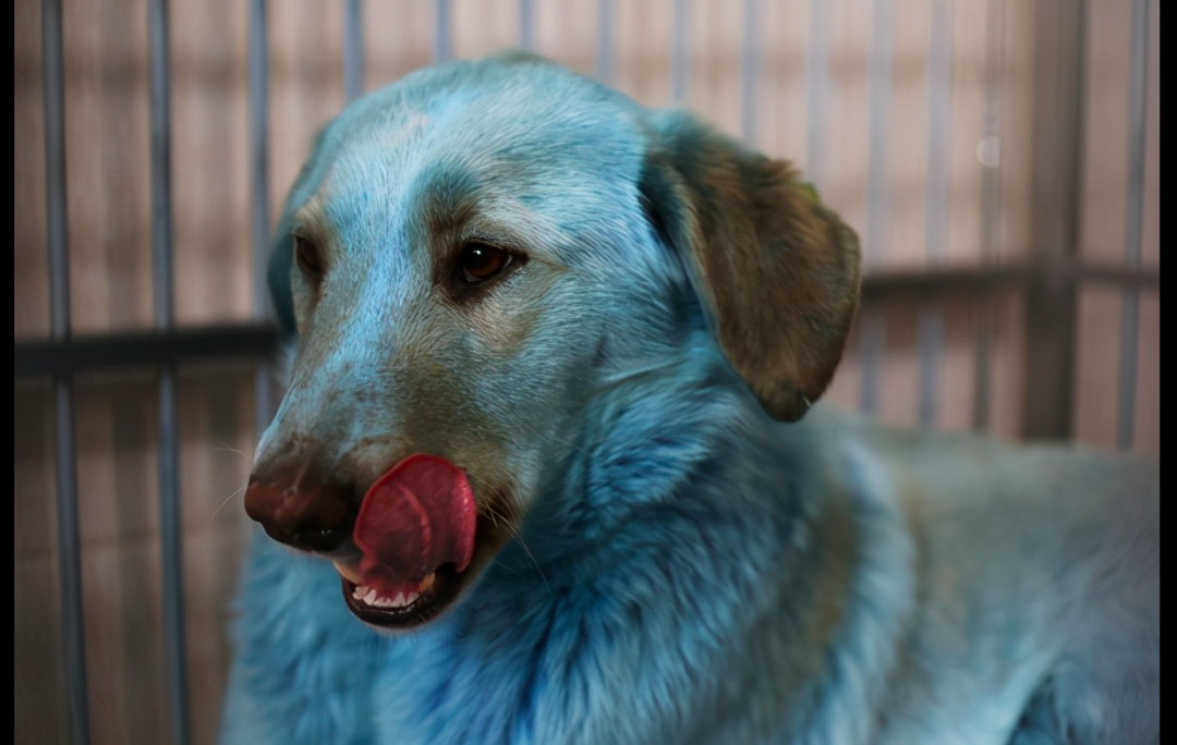 网友偶遇7只怪异流浪狗，毛发竟是蓝色像怪物一样，原因让人气愤