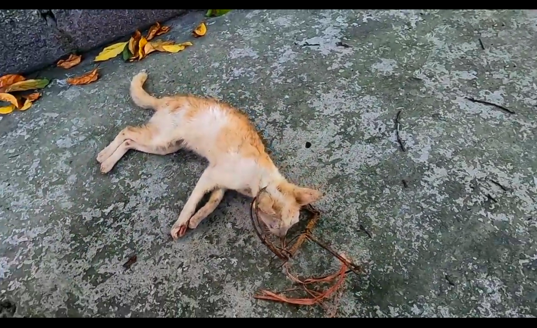 猫妈为救孩子被捕兽夹夹住，小猫受惊吓又被汽车撞倒，命运太不公