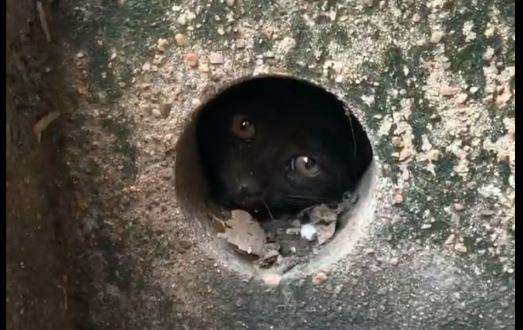 小貓爬進下水管道被卡住了，網友採取最笨最耗時方法，終將它解救 寵物 第2張