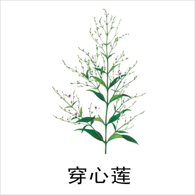 三.穿心莲 "清热解毒,凉血,消肿"
