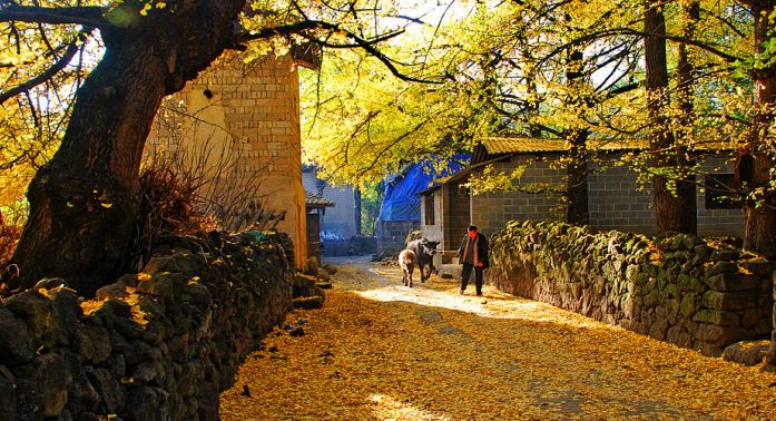 雲南最驚艷的秋色在這，比香格里拉更靜謐夢幻 旅行 第11張