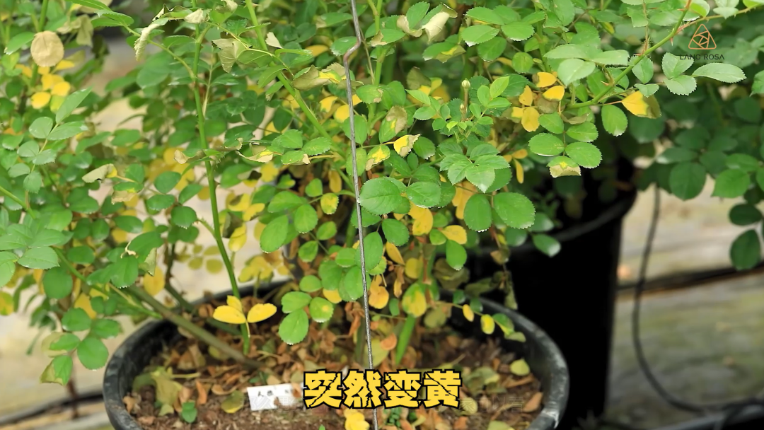 天狼说月季｜天热月季黄叶长不好？5个方法让你远离月季中暑！