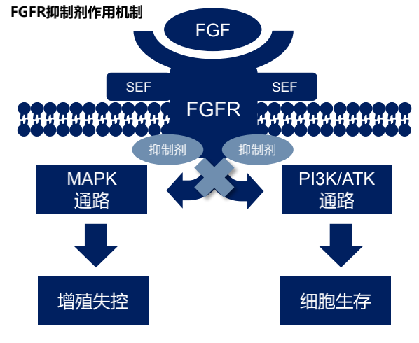 FGFR抑制剂格局生变，和誉医药在研AZD4547获批新适应症临床试验 - 脉脉