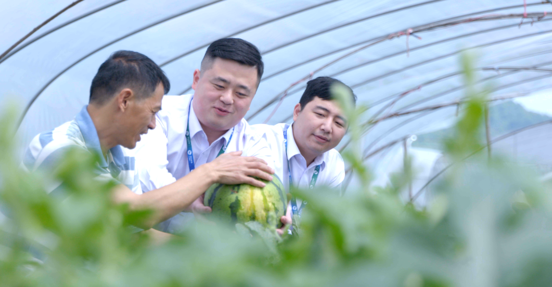 致富种植糖料蔗文案怎么写_致富种植什么比较赚大钱_种植致富经