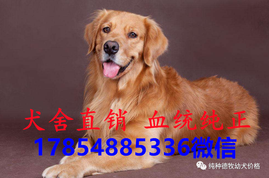 最新金毛犬价格多少钱一只