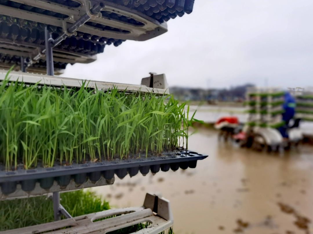 广州推进粮食生产全程机械化。通讯员供图
