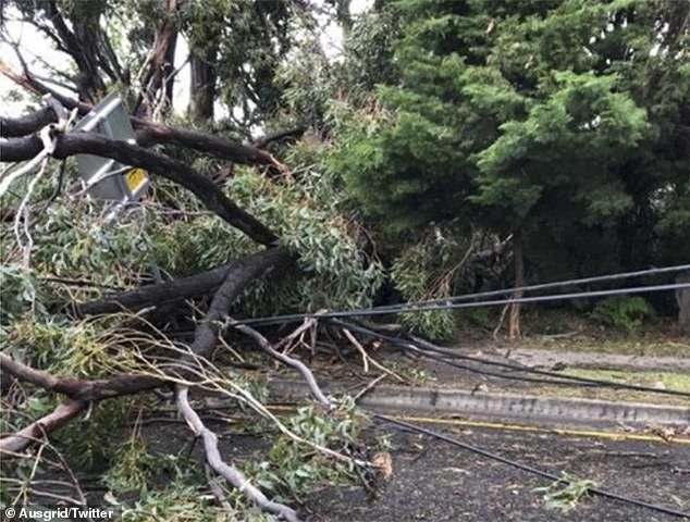 滚滚雷雨席卷悉尼！6.5万户停电，屋顶掀翻、树木倒塌、火车停运！多个华人区受影响，下午或有冰雹（组图） - 22