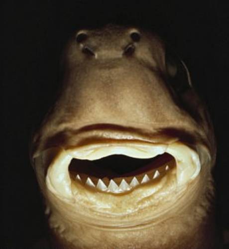 昆州七岁的男孩被罕见的cookiecutter鲨鱼攻击伤口呈离奇的圆形