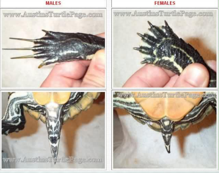 动物怎么麻醉手术环境、对象和物种差异对异宠麻醉的影响【长文预警】_https://www.jmylbn.com_新闻资讯_第25张