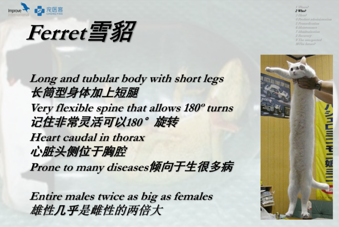 动物怎么麻醉手术环境、对象和物种差异对异宠麻醉的影响【长文预警】_https://www.jmylbn.com_新闻资讯_第40张