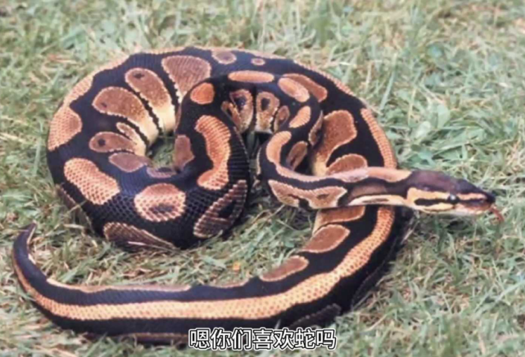 动物怎么麻醉手术环境、对象和物种差异对异宠麻醉的影响【长文预警】_https://www.jmylbn.com_新闻资讯_第9张