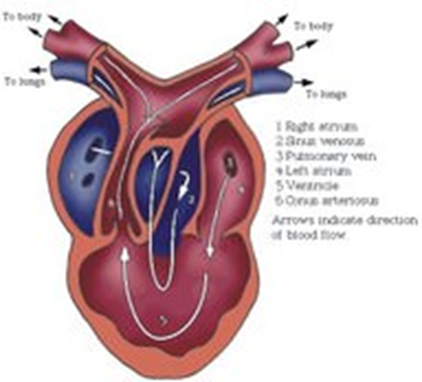 动物怎么麻醉手术环境、对象和物种差异对异宠麻醉的影响【长文预警】_https://www.jmylbn.com_新闻资讯_第34张
