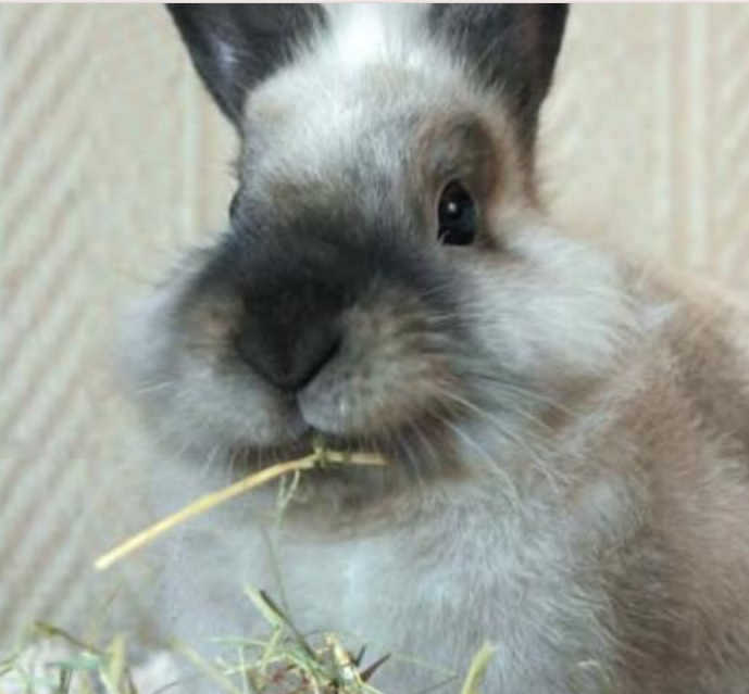 动物怎么麻醉手术环境、对象和物种差异对异宠麻醉的影响【长文预警】_https://www.jmylbn.com_新闻资讯_第6张