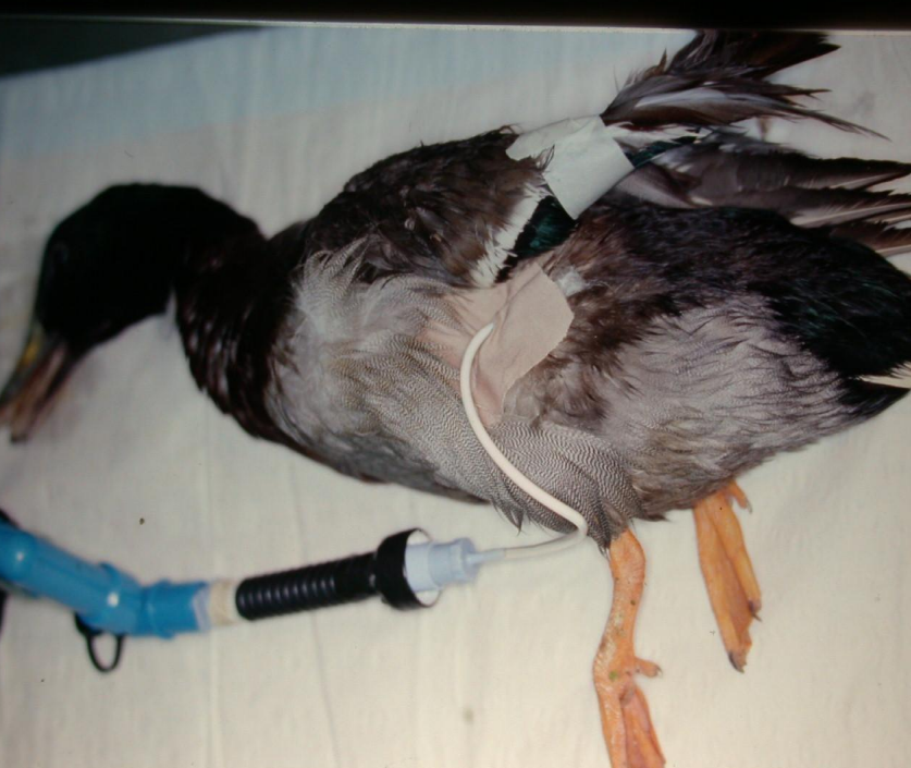 动物怎么麻醉手术环境、对象和物种差异对异宠麻醉的影响【长文预警】_https://www.jmylbn.com_新闻资讯_第35张